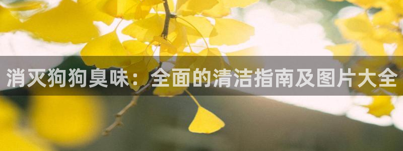 尊龙凯时旗舰厅官网：消灭狗狗臭味：全面的清洁指南及图片大