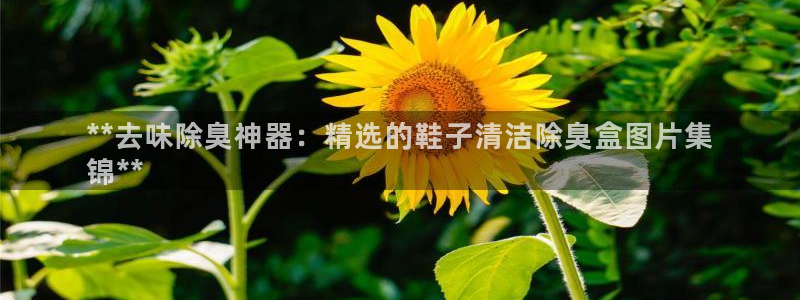 尊龙凯时百家乐手机下载