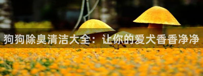 尊龙现金娱乐 下载：狗狗除臭清洁大全：让你的爱犬香香净净